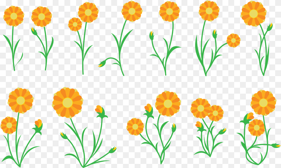 Calendula Plant Vector Calendula Vector, Art, Floral Design, Graphics, Pattern Free Transparent Png