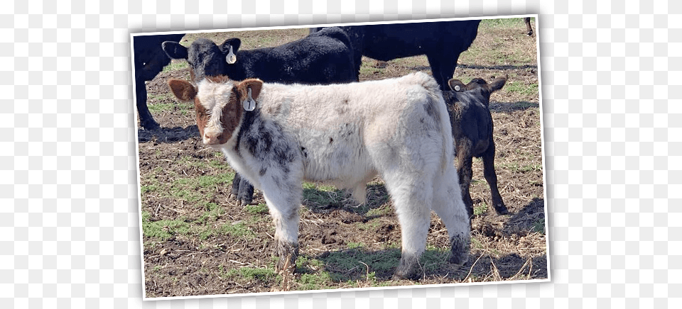 Calf, Animal, Cattle, Cow, Livestock Png