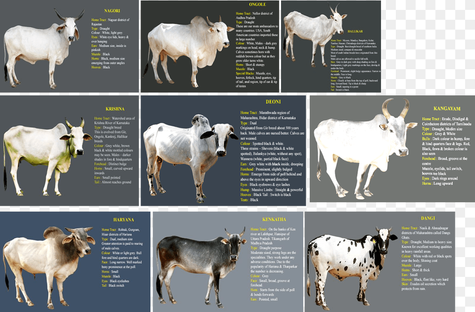 Calf, Animal, Bull, Cattle, Livestock Free Transparent Png