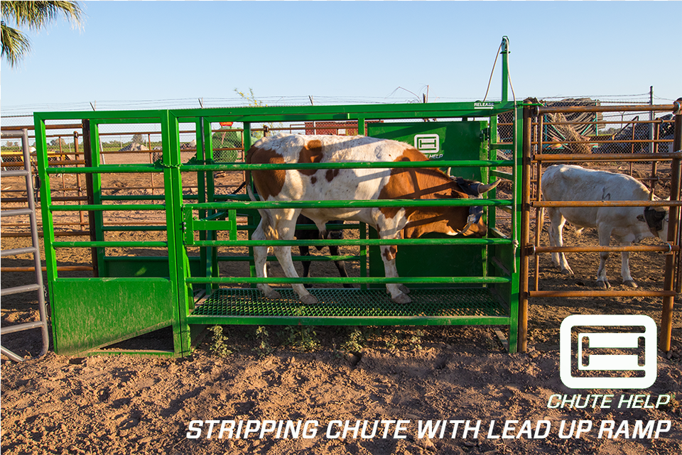 Calf, Animal, Cattle, Cow, Livestock Png Image