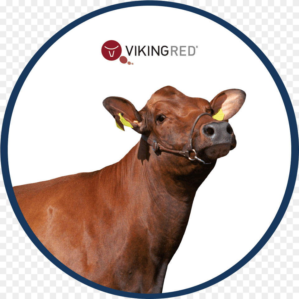 Calf, Animal, Cattle, Livestock, Mammal Free Png Download