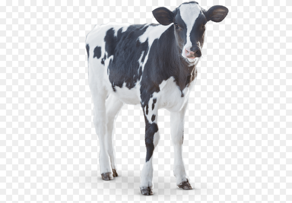 Calf Angus Cattle Milk Dairy Cattle Dairy Calf, Animal, Cow, Livestock, Mammal Free Transparent Png