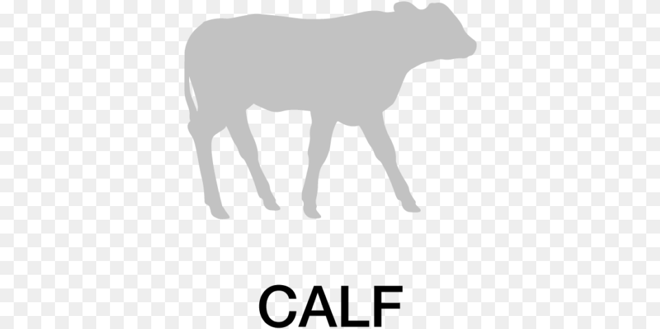 Calf Icon Calf, Animal, Cattle, Cow, Livestock Png