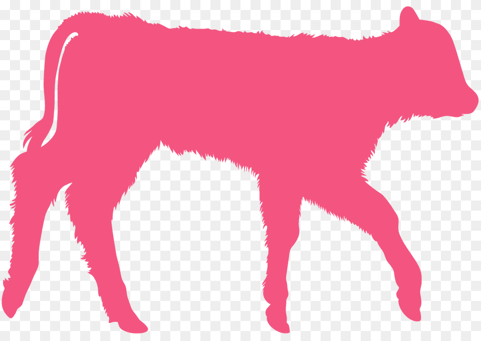 Calf Silhouette, Animal, Cattle, Cow, Livestock Png Image