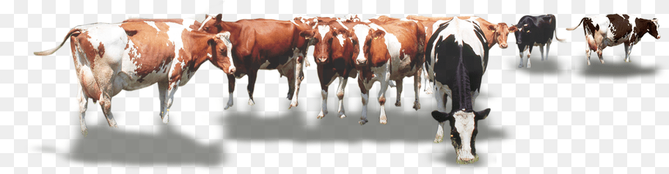 Calf Vector Cow Indian Cow Herd, Animal, Cattle, Livestock, Mammal Free Png Download