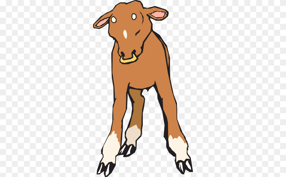 Calf With Nose Ring Clip Art For Web, Baby, Person, Livestock, Animal Free Transparent Png