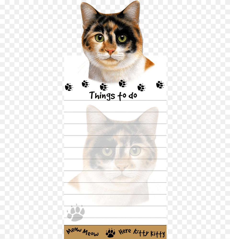 Calico Cat Domestic Short Haired Cat, Animal, Mammal, Pet, Text Free Png
