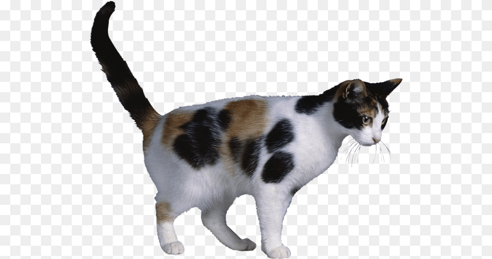 Calico Cat X Chromosome Cat Coat Genetics X Inactivation Clipart Calico Cat Transparent Background, Animal, Mammal, Manx, Pet Png Image