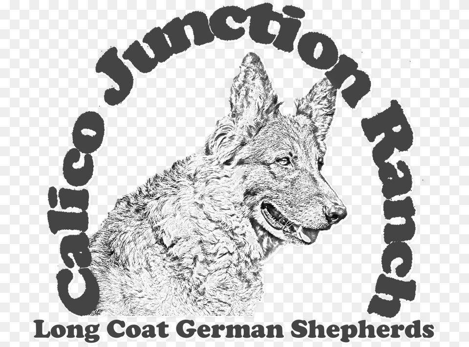 Calico Junction Ranch Long Coat German Shepherds Calico Love Nerds, Animal, Coyote, Mammal, Canine Free Png