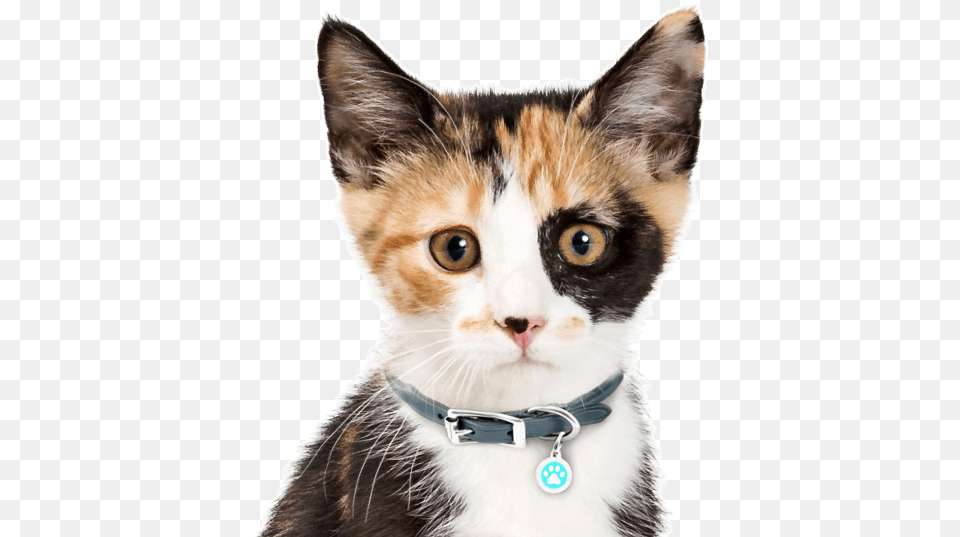 Calico Kitten, Accessories, Animal, Cat, Mammal Png Image
