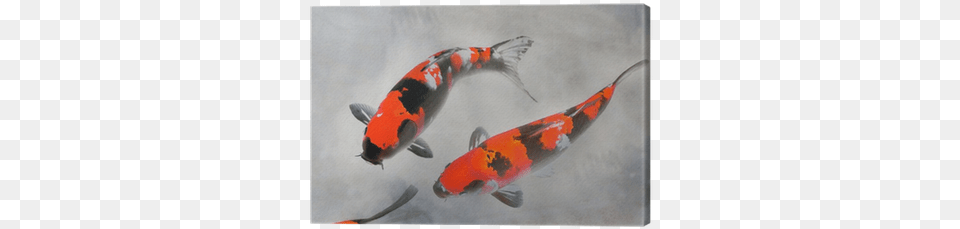 Calico Koi Fish Watercolor Illustration Canvas Print Pez Koi Rojo Real, Animal, Carp, Sea Life Free Png