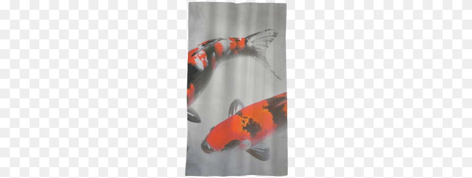 Calico Koi Fish Watercolor Illustration Sheer Window Pez Koi Rojo Real, Animal, Carp, Sea Life, Shark Free Png Download