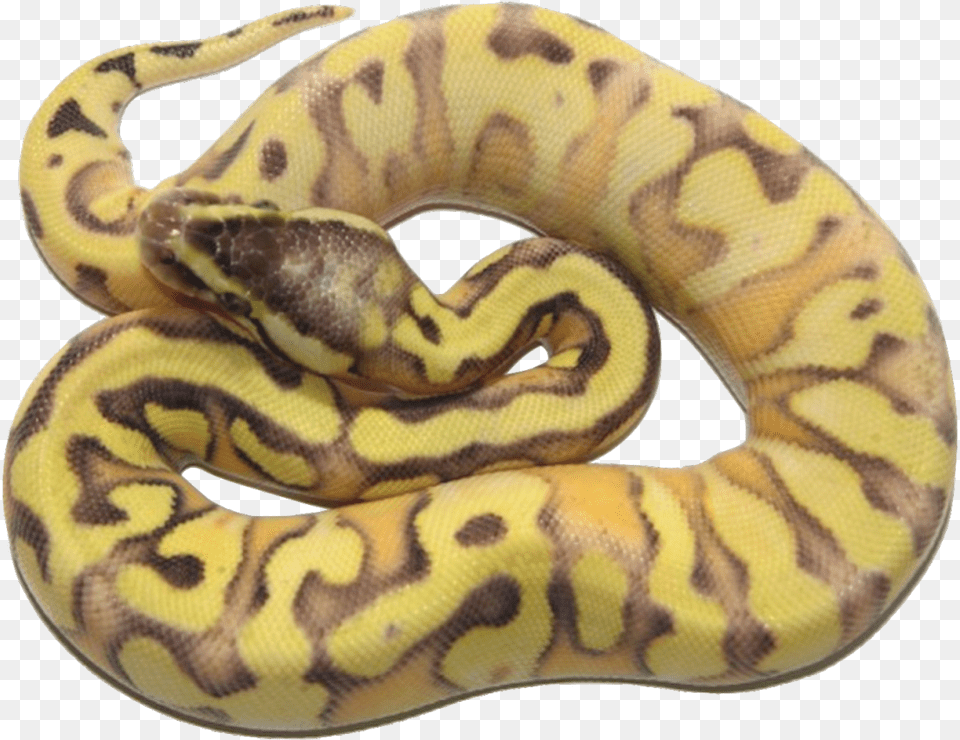 Calico Yellow Belly Banana Ball Python, Animal, Reptile, Snake, Rock Python Free Png Download