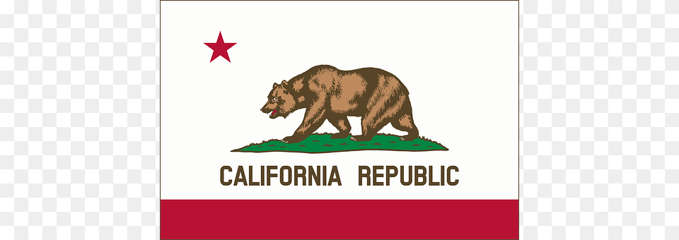 California Animal, Bear, Mammal, Wildlife Free Png