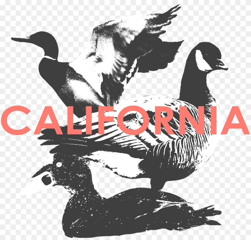 California, Animal, Bird, Goose, Waterfowl Png
