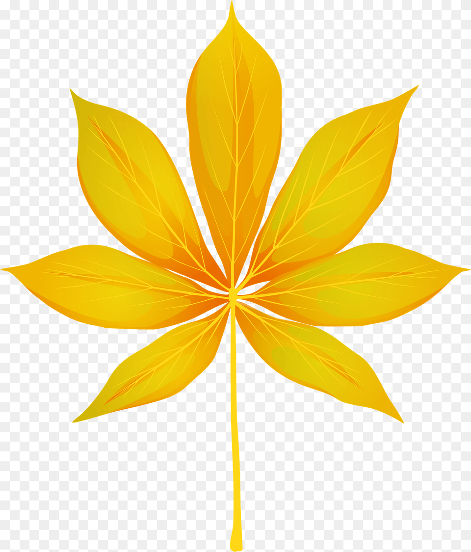 California Buckeye Autumn Leaf Clipart, Plant, Flower Free Transparent Png