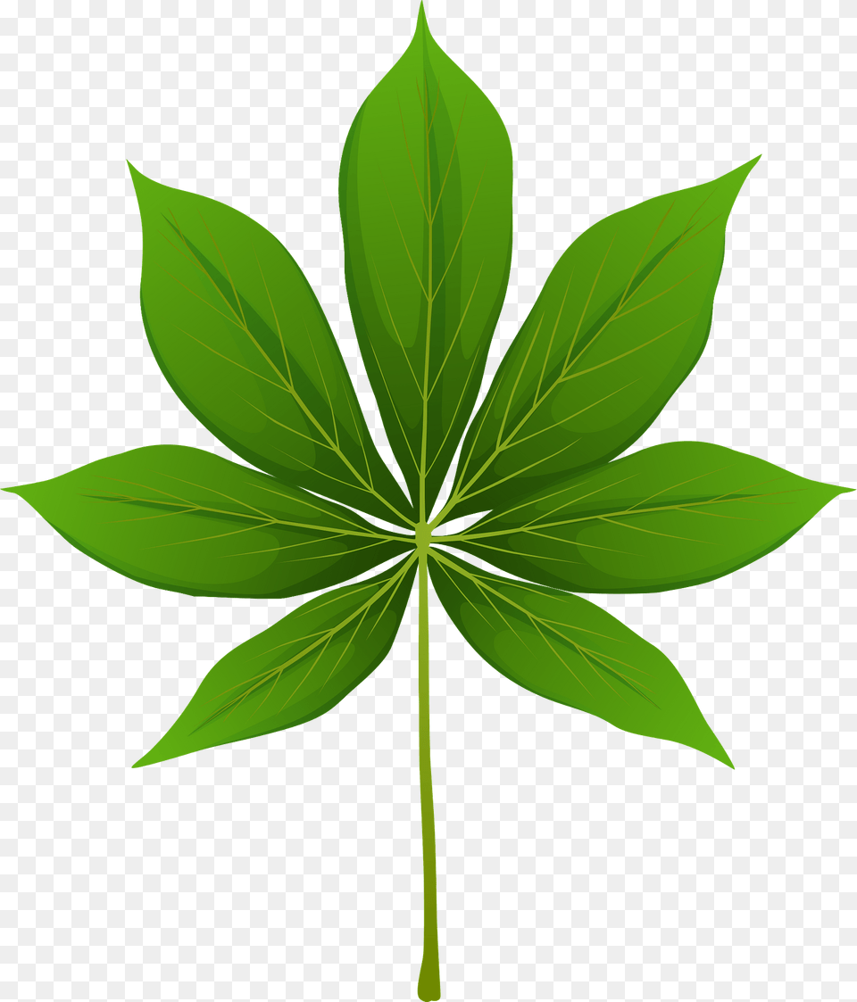 California Buckeye Spring Leaf Clipart, Green, Plant, Tree Free Transparent Png