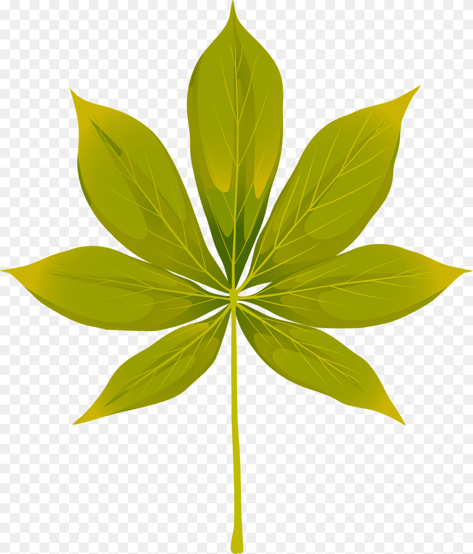 California Buckeye Summer Leaf Clipart, Plant, Tree Free Png