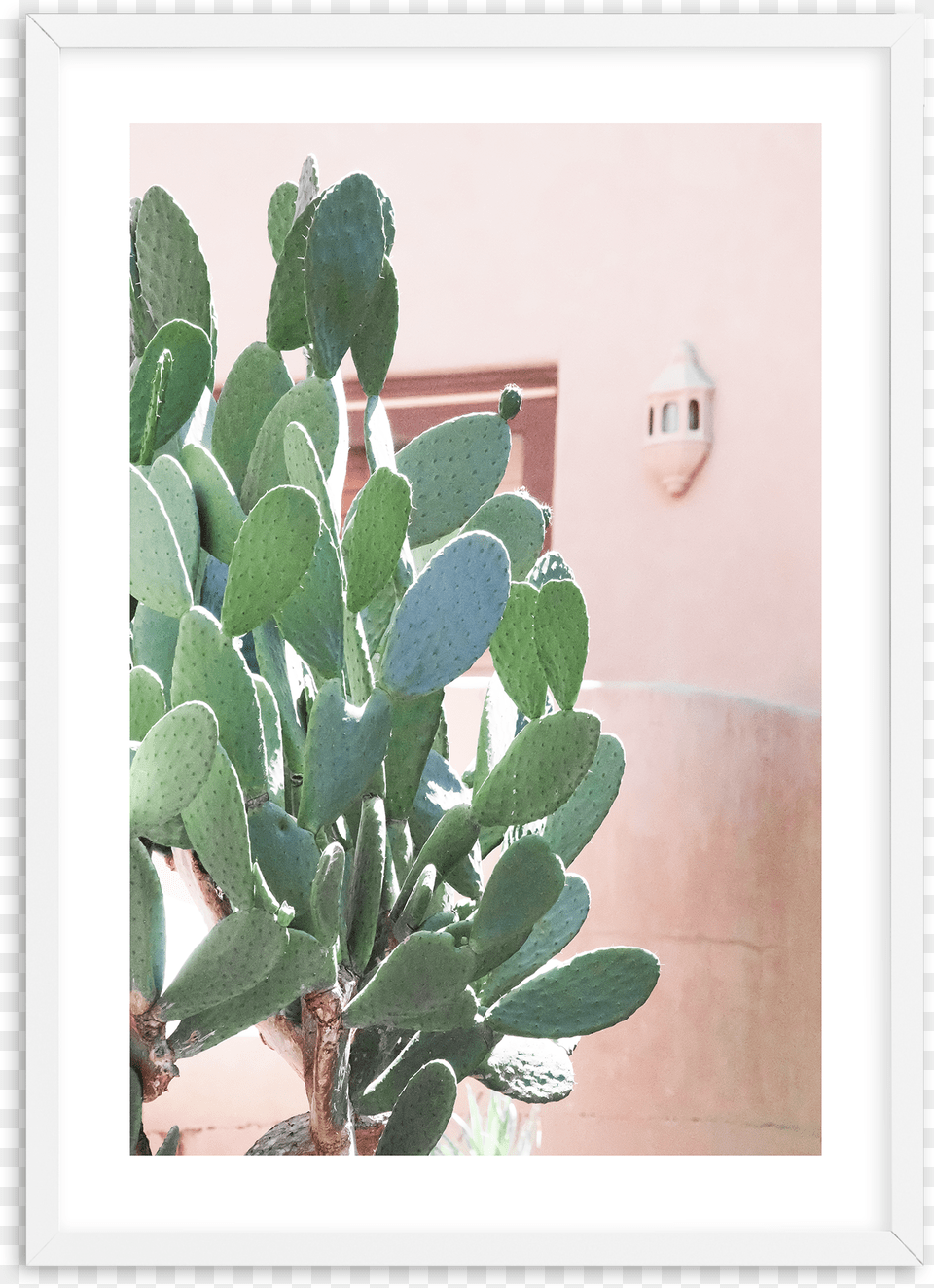 California Cactus No I Cactus California, Plant Png