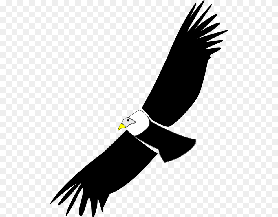 California Condor Vulture Hawk Download, Animal, Beak, Bird Png