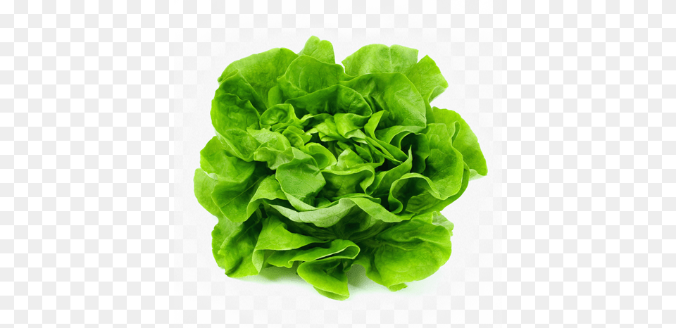 California Drought May Raise Lettuce Prices Karpas Passover, Food, Plant, Produce, Vegetable Png Image