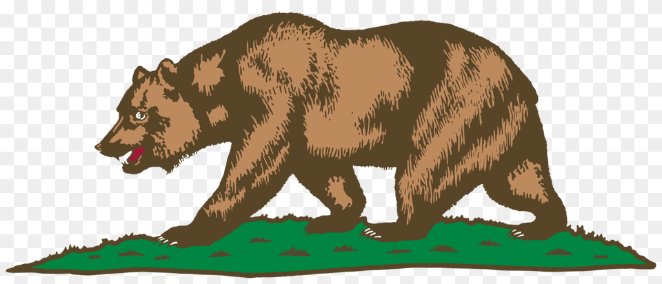California Grizzly Bear California Grizzly Bear Drawing Animal, Mammal, Wildlife, Brown Bear Free Png