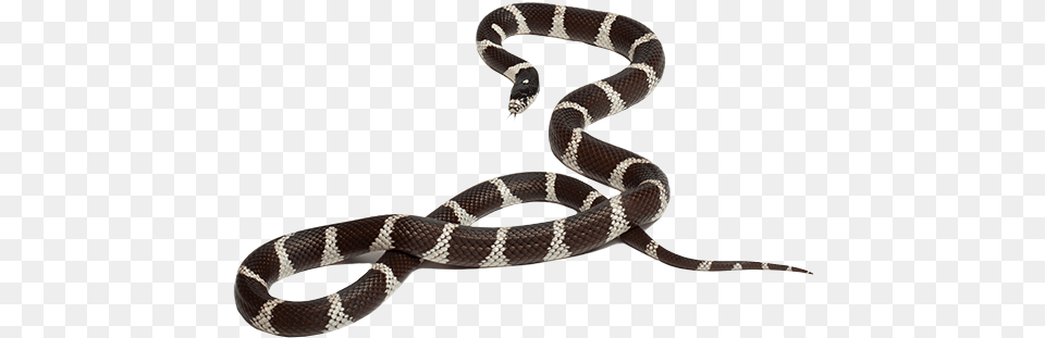 California Kingsnake California King Snake, Animal, King Snake, Reptile Png