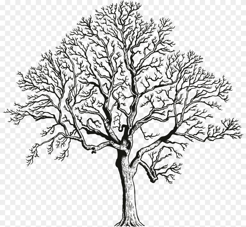 California Live Oak, Art, Plant, Tree, Drawing Png