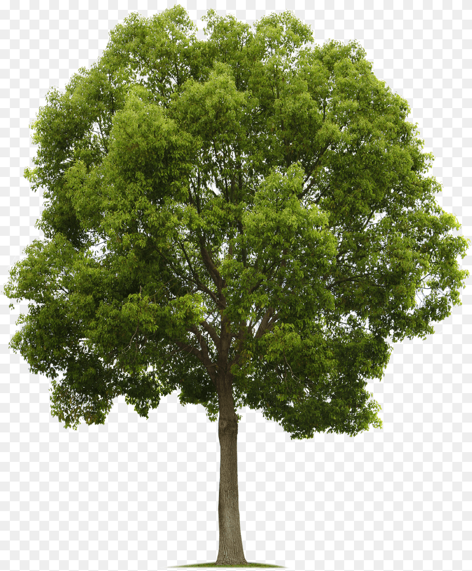 California Live Oak Tree High Resolution Png Image