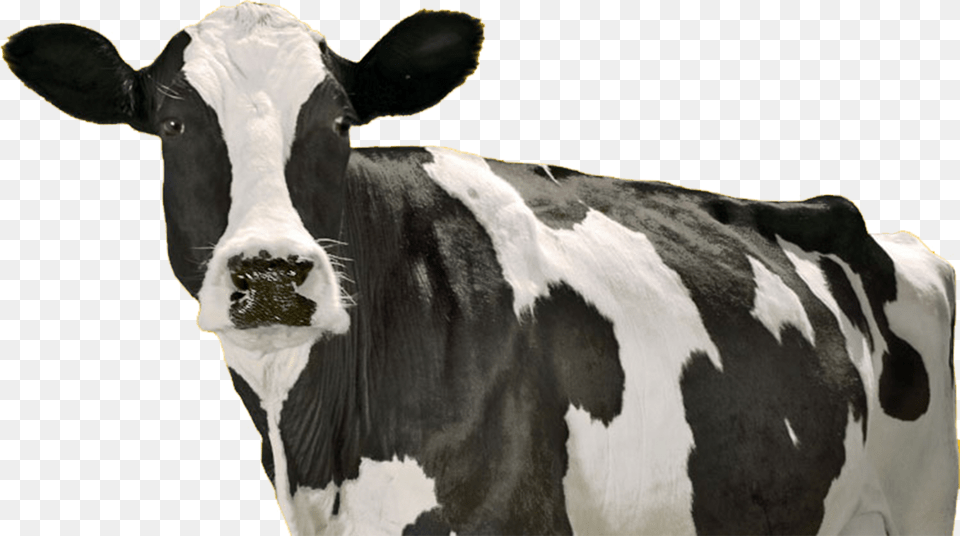 California Milk Cows, Animal, Cattle, Cow, Dairy Cow Free Png