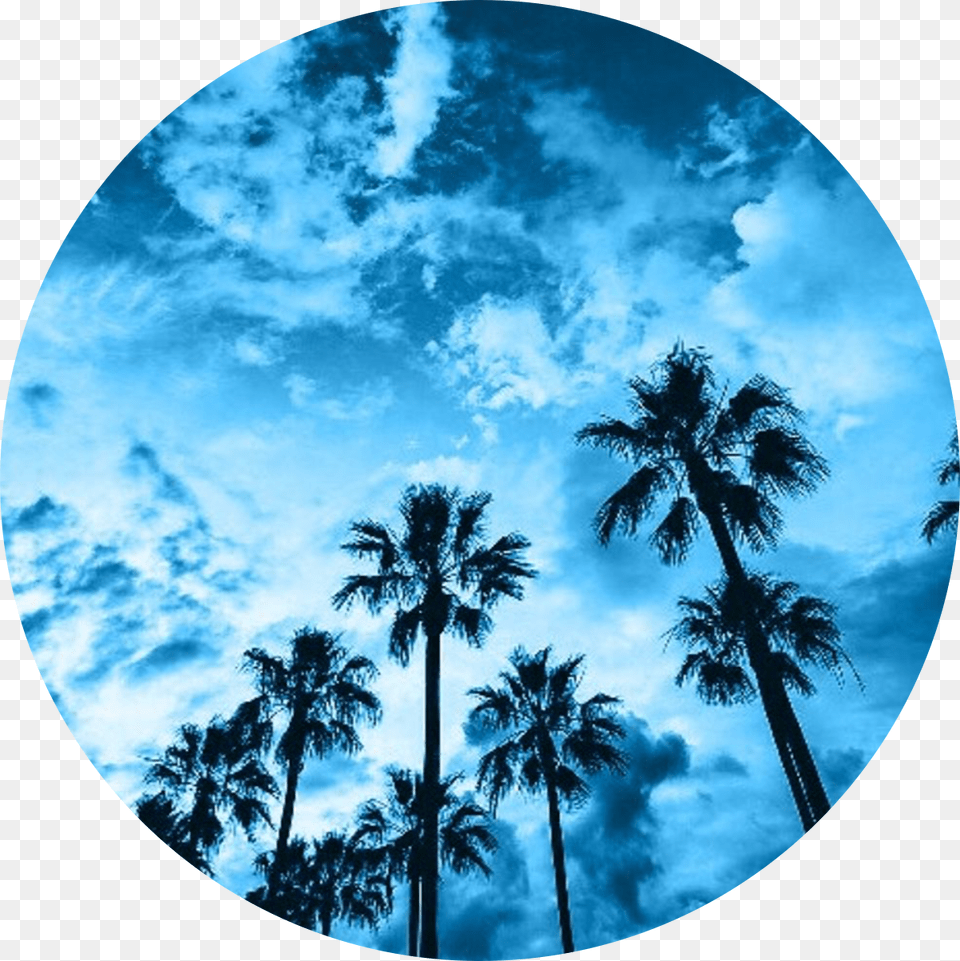 California Palm Tree, Photography, Plant, Palm Tree, Nature Free Png Download