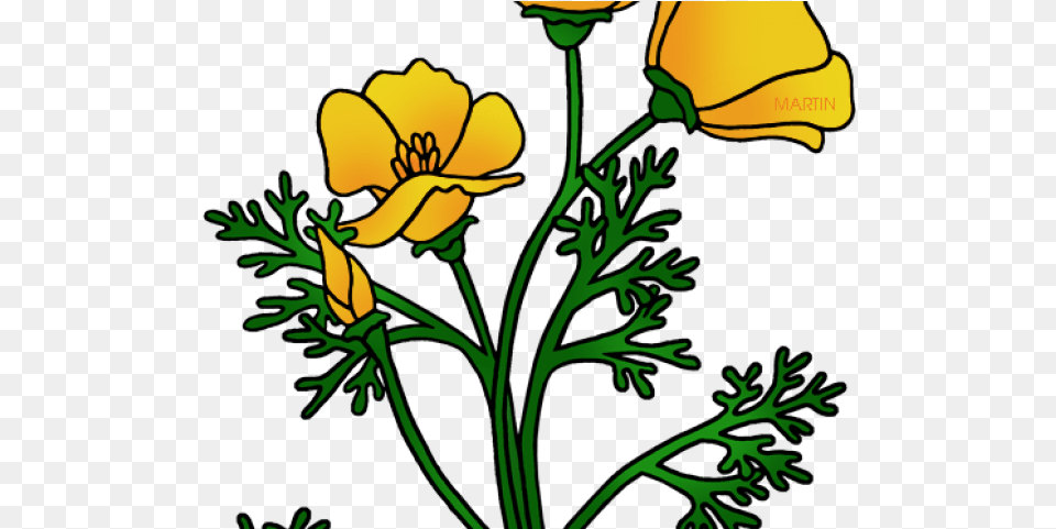 California Poppy Clip Art, Flower, Plant, Petal, Daffodil Png Image