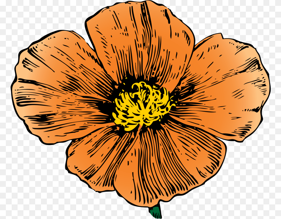 California Poppy Computer Icons Poppies, Anemone, Anther, Flower, Petal Png
