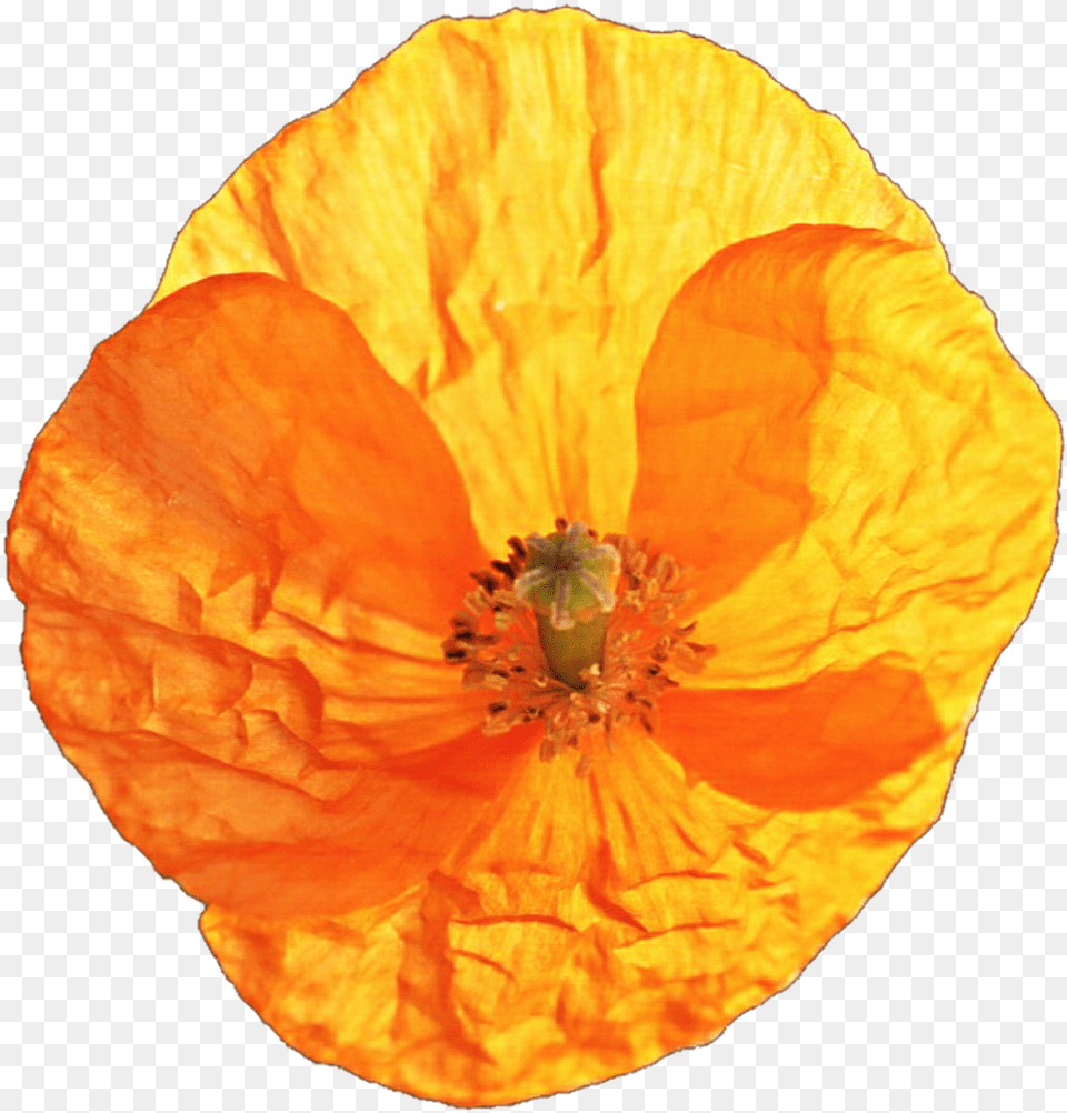 California Poppy Corn Poppy, Flower, Petal, Plant, Rose Png Image