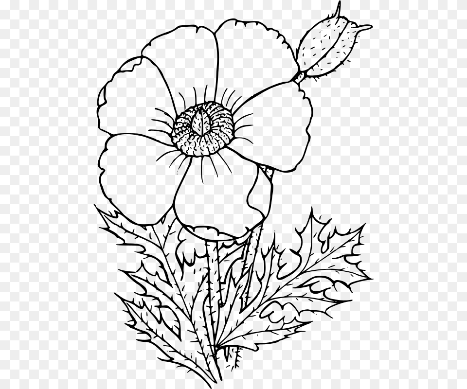 California Poppy Drawing Wildflower Common Poppy Poppy Flower Drawing Background, Gray Free Transparent Png