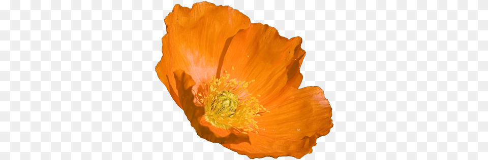 California Poppy Flower Clipart Orange Poppy Flower, Plant, Petal, Pollen, Anther Free Png