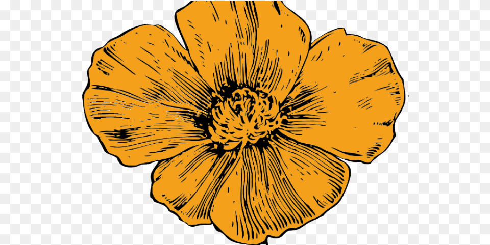 California Poppy Flower Drawing Image With No California Poppy Flowers Poppy Drawing, Anemone, Anther, Petal, Plant Png