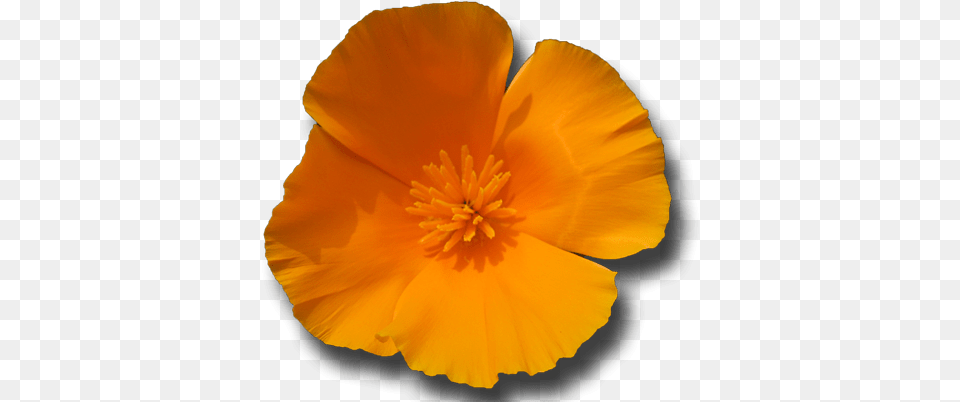 California Poppy Flower Essence Californian Poppy Flower, Plant, Pollen, Geranium, Petal Free Png Download