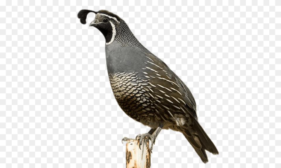 California Quail, Animal, Bird Png Image