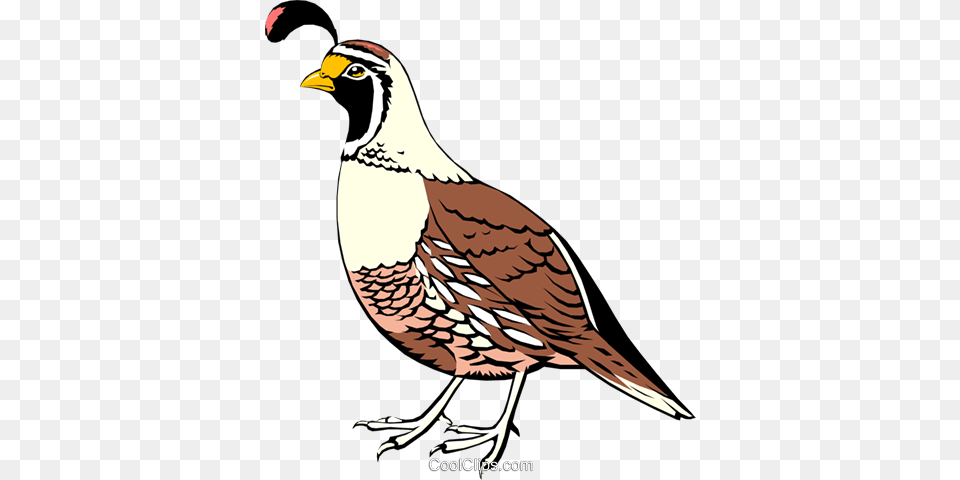 California Quail Royalty Vector Clip Art Illustration, Animal, Bird, Partridge Free Png