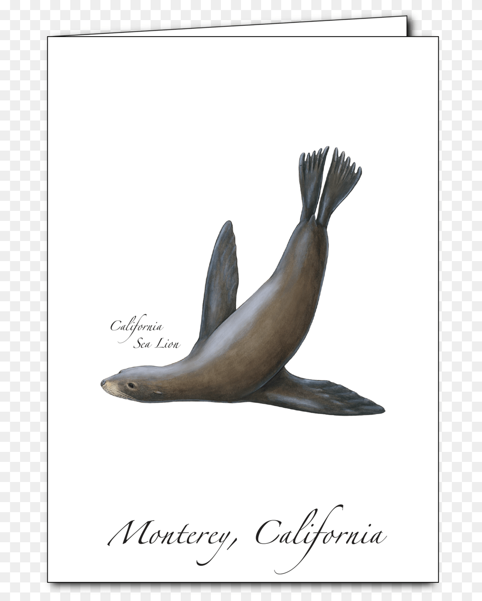 California Sea Lion, Animal, Mammal, Sea Life, Sea Lion Free Transparent Png