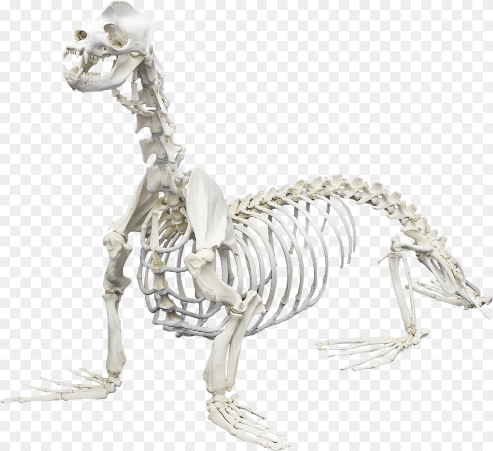 California Sea Lion Animals Skeletons Png