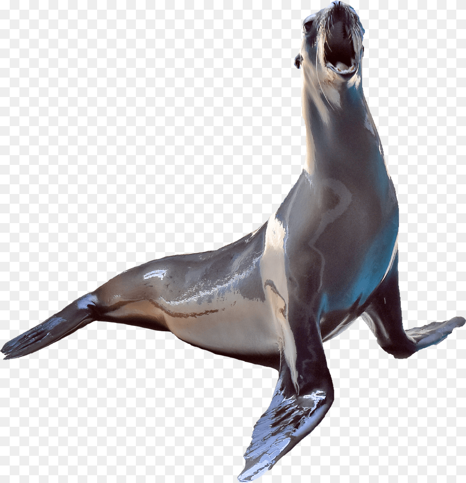 California Sea Lion Penguin, Animal, Mammal, Sea Life, Sea Lion Free Png Download