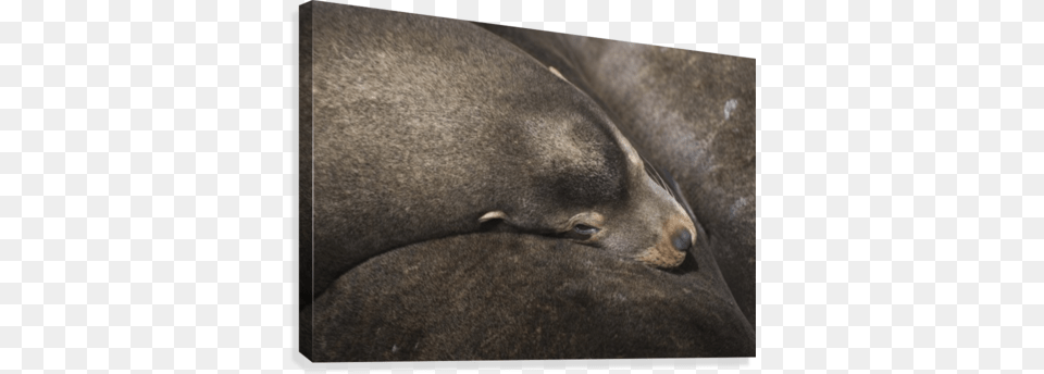 California Sea Lions Nap On The Riverfront California Sea Lions Zalophus Californianus Nap, Animal, Mammal, Sea Life, Sea Lion Free Png