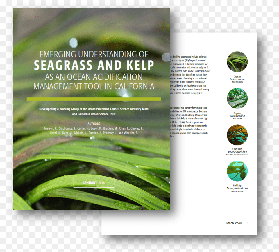 California Seagrass, Advertisement, Poster Free Png Download