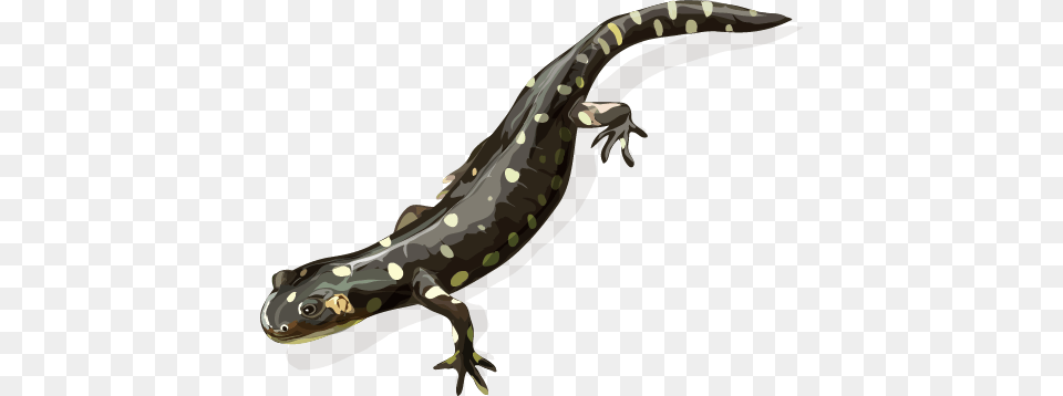 California Tiger Salamander California Tiger Salamander, Amphibian, Animal, Wildlife, Smoke Pipe Png