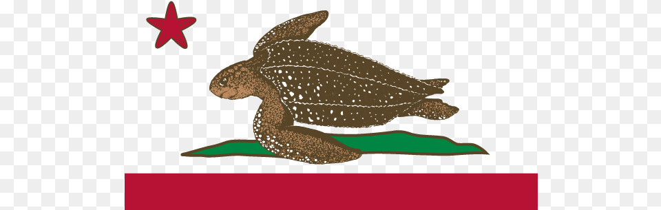 California Turtle Flag With Starfish Turtle Island Flag, Animal, Sea Life, Fish, Reptile Png Image