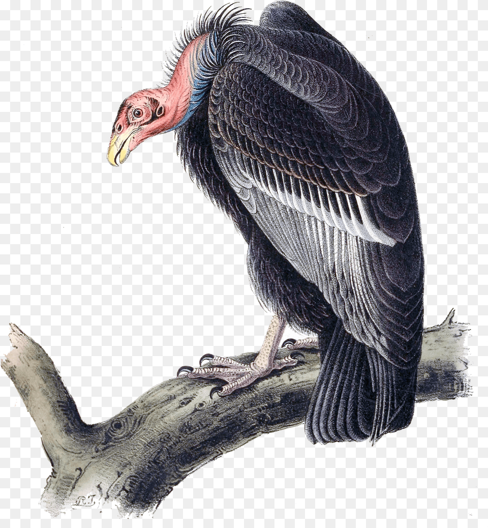 Californian Turkey Vulture Vulture Png