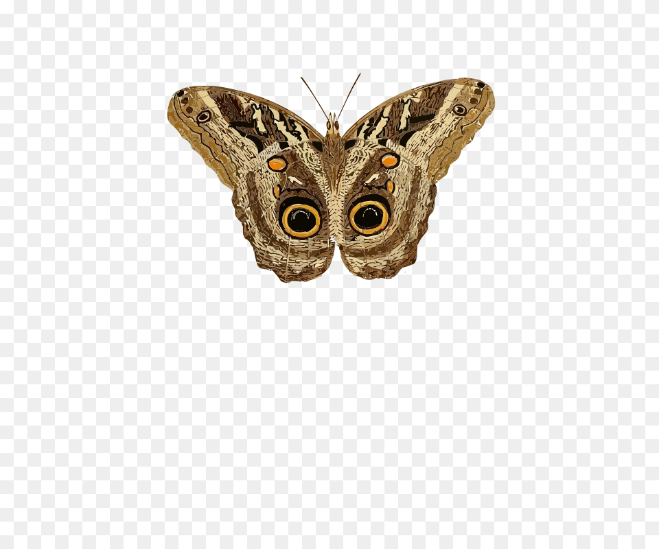 Caligo Teucer, Animal, Butterfly, Insect, Invertebrate Png Image
