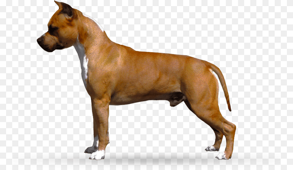 Call Me Mon Cheri American Staffordshire Terrier, Animal, Boxer, Bulldog, Canine Png